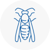 St Pancras Wasp Nest Removal